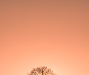 怀孕初期能用艾叶熏脚吗（孕妇怀孕初期可以用艾叶泡脚吗）